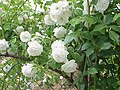 Rose 'Climbing Schneewittchen'