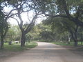 Calle dentro del parque