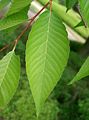 Zelkova ostrolistá (Zelkova serrata)