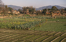 Champs dans la vallée de Katmandou en bordure d'un village.