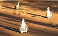 Berenty Natural Reserve, Madagascar