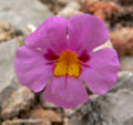 Mimulus bigelovii