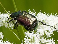 Cétoine variée (Gnorimus variabilis).