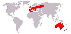 Description de l'image Oryctolagus cuniculus geographical distribution.jpeg.