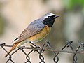 Common redstart