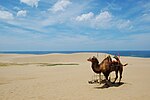 Dunes de sable de Tottori