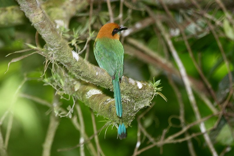 File:Baryphthengus martii -Panama-8b.jpg