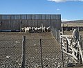 Sheep by Torres del Paine