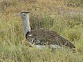 Serengeti NP, Tanzania