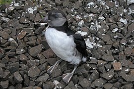 Juvenile recently emerged from the nest