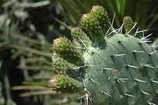 Huk sintuq: Opuntia vulgaris