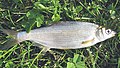 Vimba bream