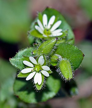 Ierwe (Stellaria media)