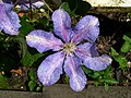 Clematis “Teksa”