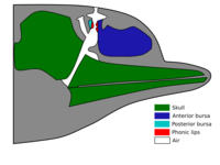 Idealized dolphin head showing the regions involved in sound production.