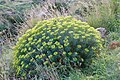 Euphorbia dendroides