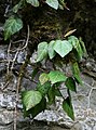 Hedera colchica