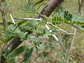 Trnoliki zalisci na Prosopis pallida