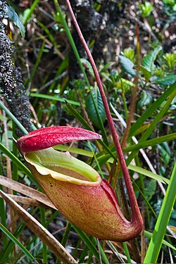 Nephenthes rajah