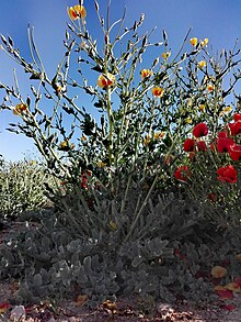 A Glaucium vitellinum in Fars province of iran