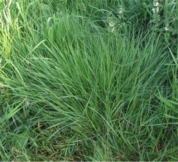 Paprastoji smilga (Agrostis capillaris)