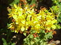 Hypericum tetrapterum