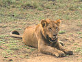 Congo lion