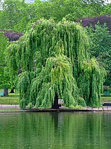 Saule pleureur (Salix tristis)