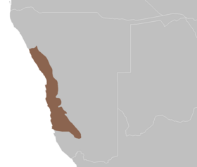 Image illustrative de l’article Désert du Namib