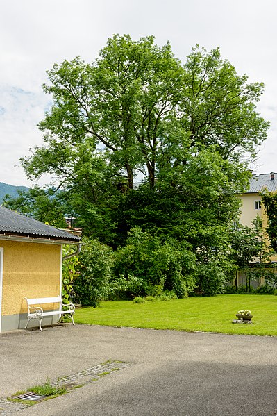 File:Bad Ischl Esche 3157.jpg