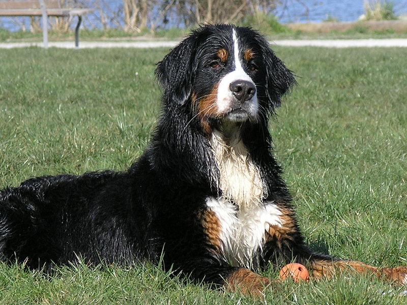 File:Bernese Mountain Dog (4513769952).jpg