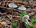 Mycena septentrionalis.png