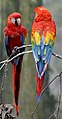 Image 9The scarlet macaw is native to Costa Rica. (from Wildlife of Costa Rica)