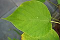 Leaf closeup