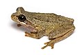 Litoria ewingii