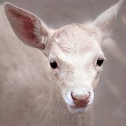 Gamo albino