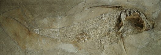 Fossile d’Ischyodus quenstedti.