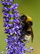 Bombus norvegicus