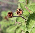 Tobolky cistu šedavého (Cistus incanus)