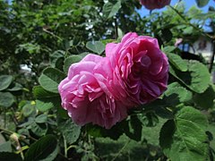 Rosa ×centifolia Cristata 'Chapeau de Napoléon' 1827.