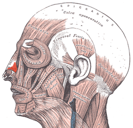 Musculus nasalis