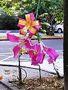 Ceiba speciosa bicolore