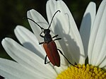 Artikel: Tegelbock (ersätter File:Cerambycidae - Anastrangalia sanguinolenta-2.JPG)