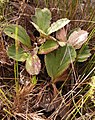 Mairia robusta leaves