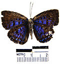 Blue tharops butterfly