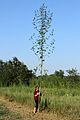 Tall specimen in Texas