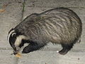 Eurasian badger