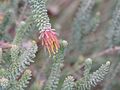 Darwinia chapmaniana in Kings Park