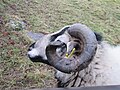 Maharan Torddu. Traditional Welsh mountain ram