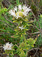 Monardella hypoleuca